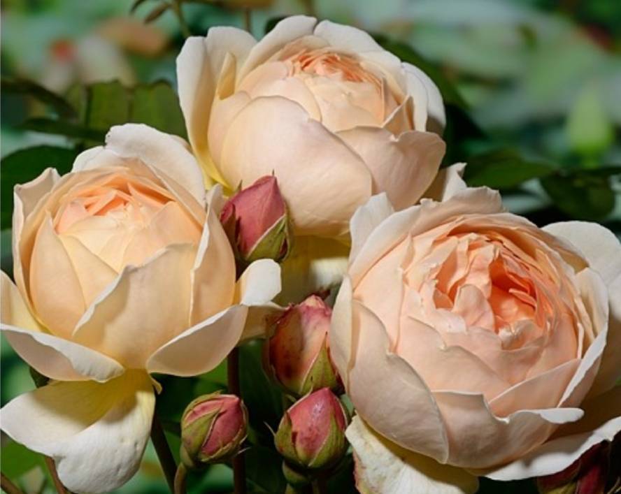 Английская парковая роза Джуди де Обскур: описание, фото, отзывы