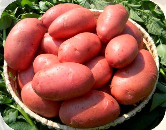 Характеристика сорта картофеля лабелла