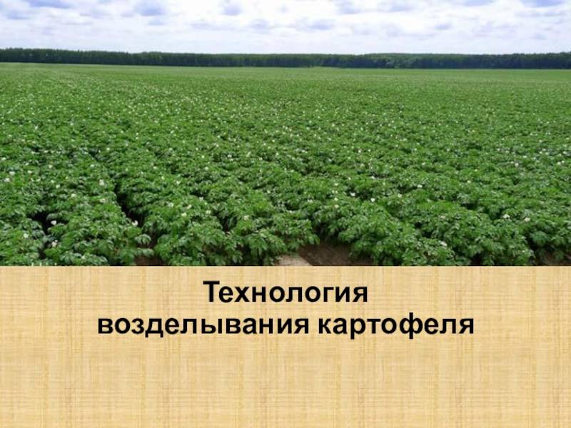 План по выращиванию картофеля