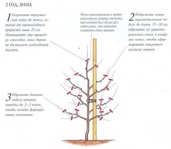 Обрезка колоновидной яблони осенью: схема и сроки