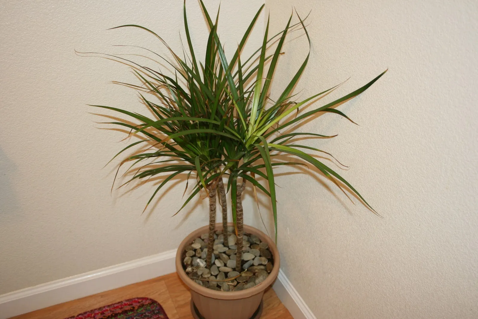 пальма юкка фото уход в домашних