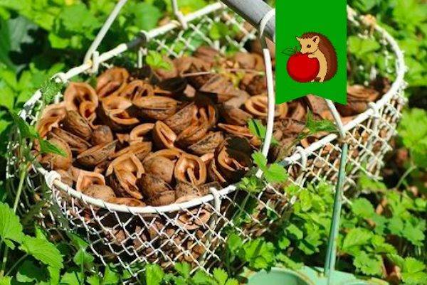 Cкорлупа грецкого ореха: в огороде, как удобрение, как мульча