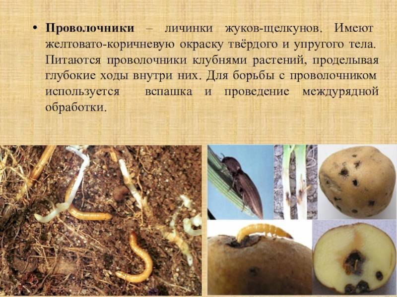 Проволочники | справочник пестициды.ru
