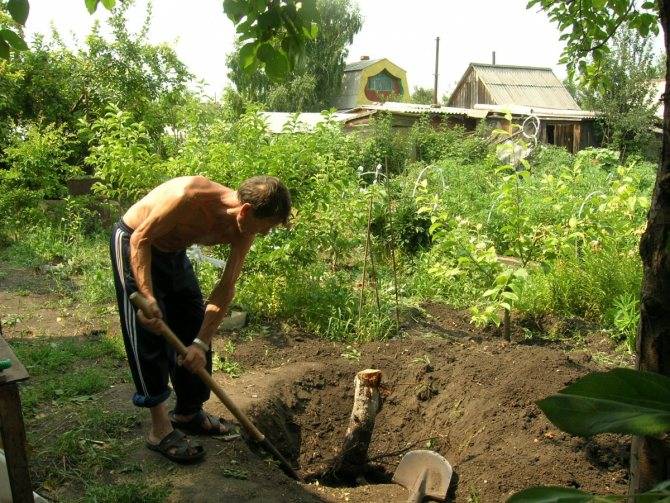 Пневая поросль