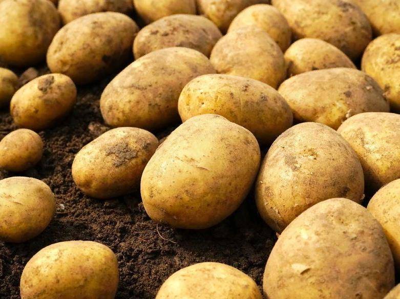 Ещё один сорт из линейки высокоэффективных и урожайных сортов голландской селекции «мелодия»