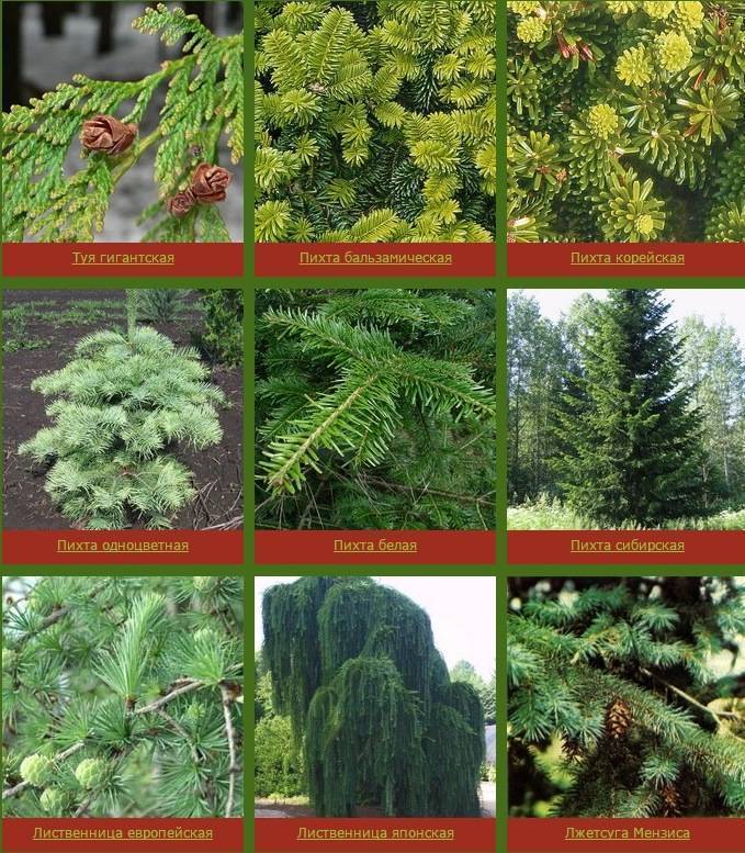 Все виды хвойных растений фото и названия