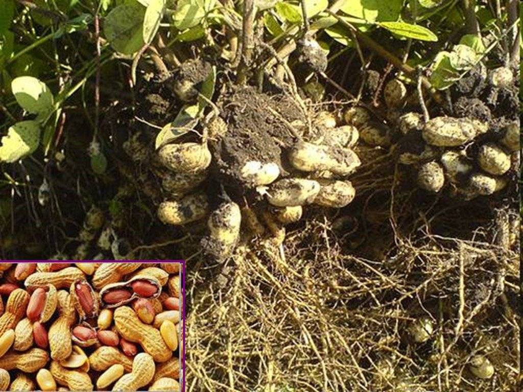 Земляной орех: 105 фото и видео описание как и где вырастить в россии арахис
