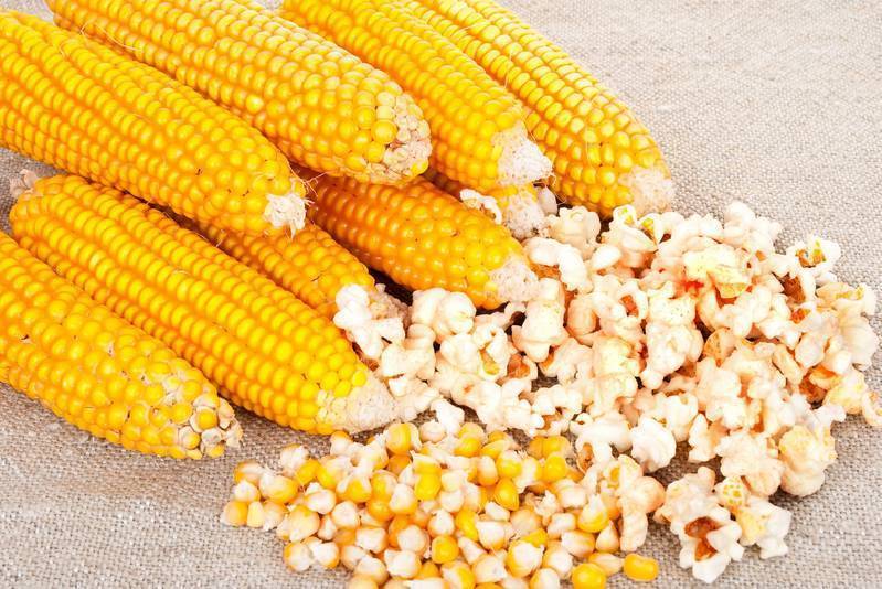Сорт кукурузы для попкорна: как называются, выращивание и хранение с фото