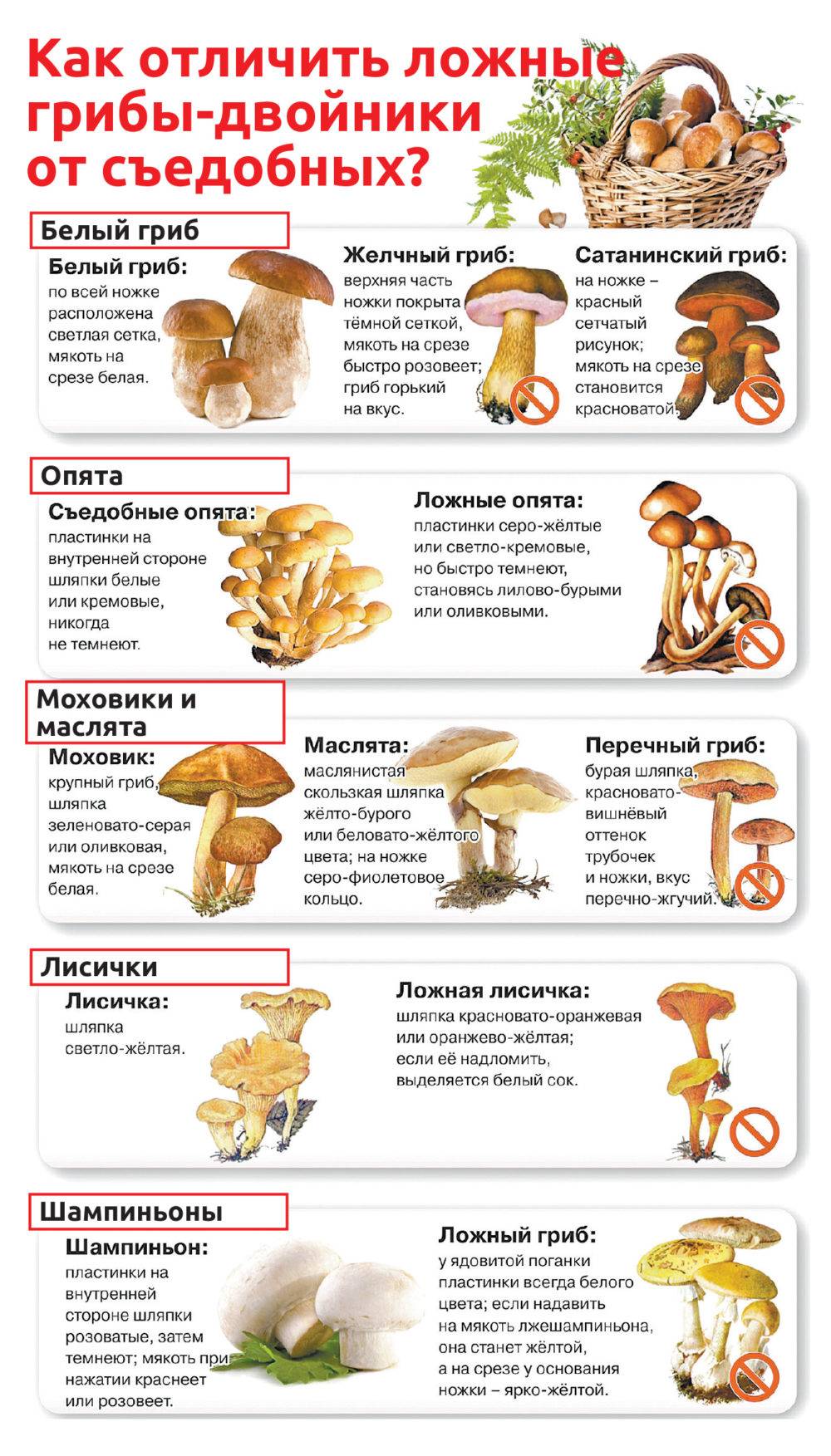 зеленые грибы фото съедобные и несъедобные