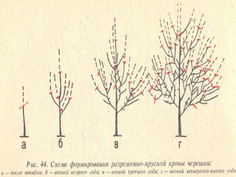 Где лучше посадить черешню. Схема обрезки черешни весной. Обрезка вишни черешни весной схема. Обрезка черешни осенью схема. Обрезка деревьев черешни.