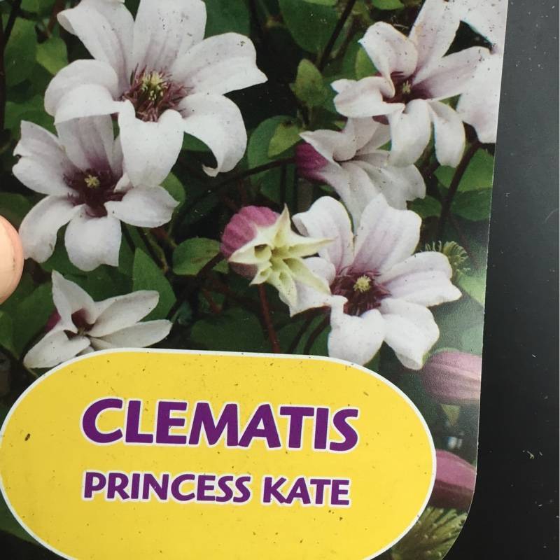 Клематис принцесса кейт: отзывы и описание