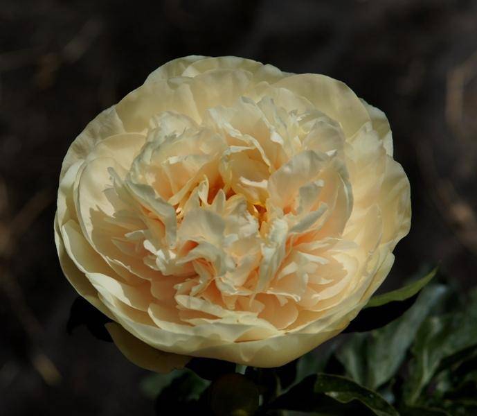 Пион pastel elegance: фото и описание, отзывы - садоводство