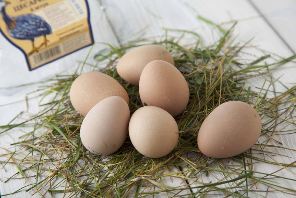 Яйца цесарки: все что нужно знать перед употреблением