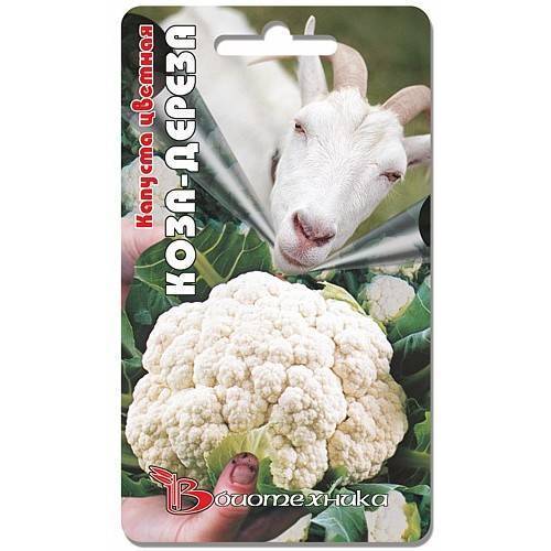 Цветная капуста «коза — дереза» описание и опыт выращивания сорта