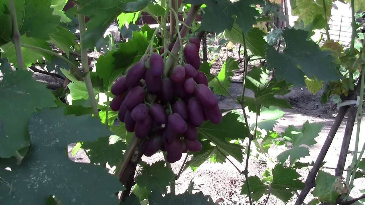 Виноград ягуар: описание сорта, фото, отзывы