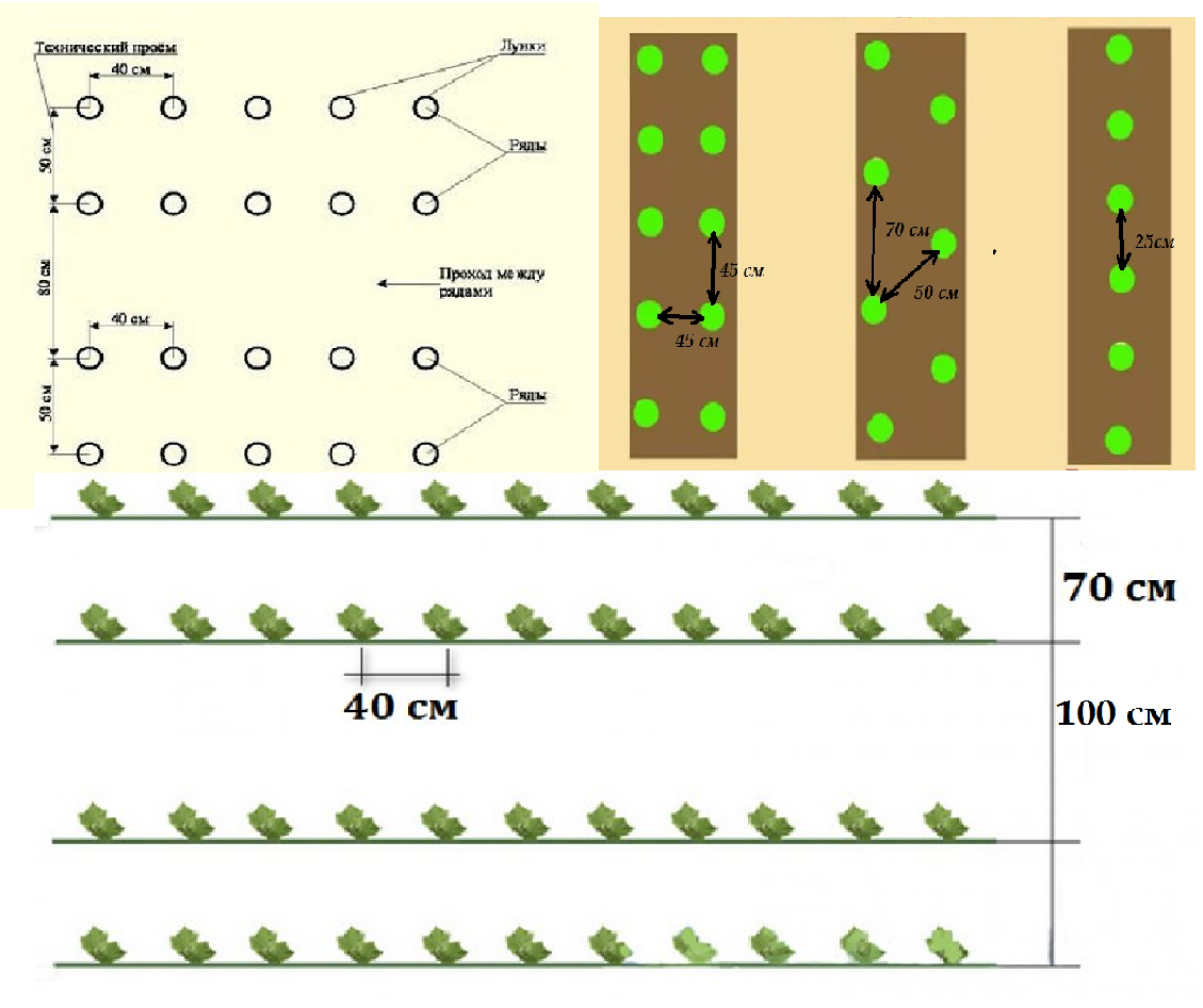 Какое расстояние должно быть между картофелем. ,Схема посадки огурцов в теплице схема. Схема высадки рассады огурцов в открытый грунт. Схема высадки рассады огурца в открытый грунт. Схема высадки рассады огурцов в теплице.
