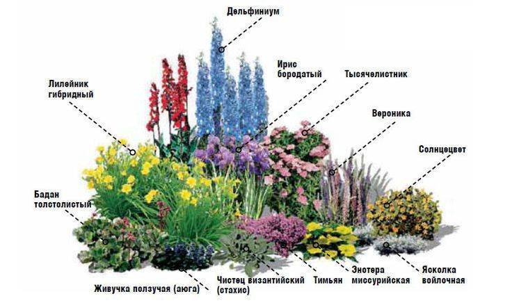 Клумбы непрерывного цветения: схемы для начинающих