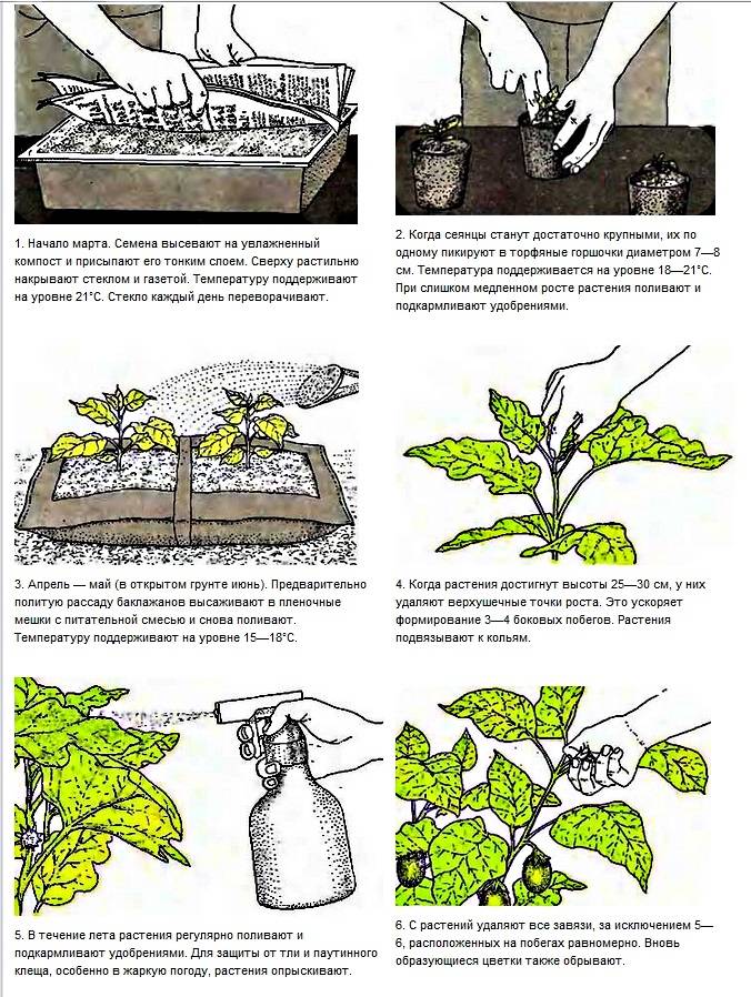 Как правильно посадить и выращивать баклажаны в открытом грунте: от рассады до урожая