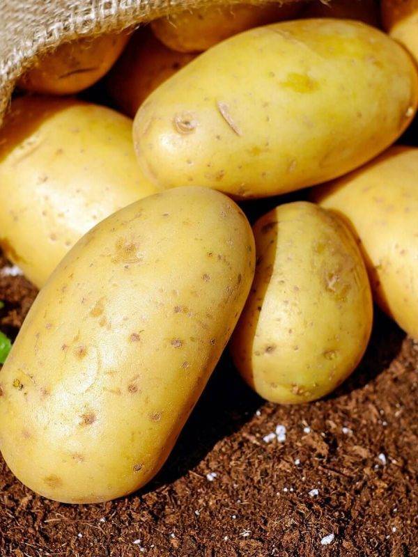 Картофель гурман: характеристика сорта, отзывы, урожайность