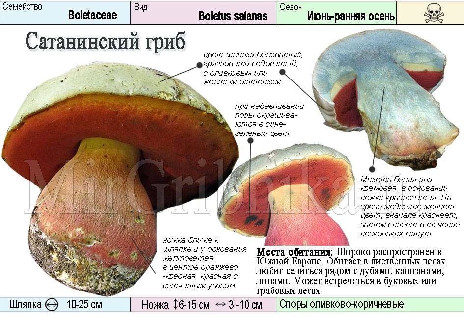 Съедобный дубовик или ядовитый сатанинский гриб? можно ли отравиться сатанинским грибом отличие боровика от сатанинского гриба.