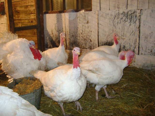 Индюки бройлеры в домашних условиях: особенности разведения