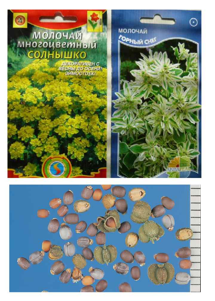 Молочай садовый многолетний: посадка и уход