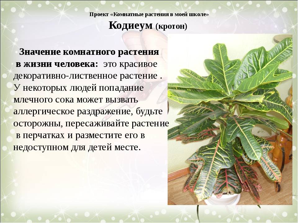 Кодиеум цветок. описание, особенности, виды, посадка и уход за кодиеумом
