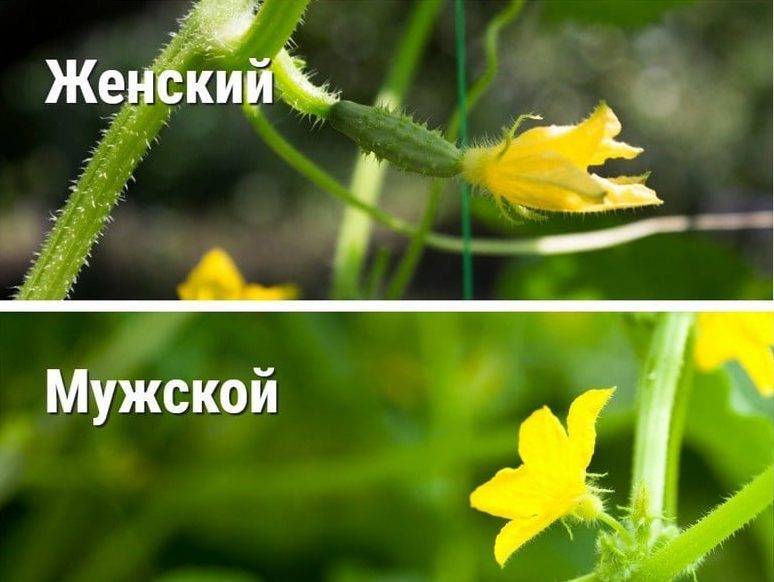 Почему на огурцах много пустоцветов: что делать, как бороться и увеличить количество завязей (женских цветов)