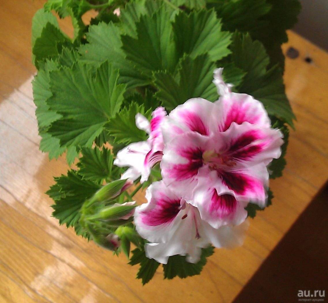Цветок Королевская пеларгония