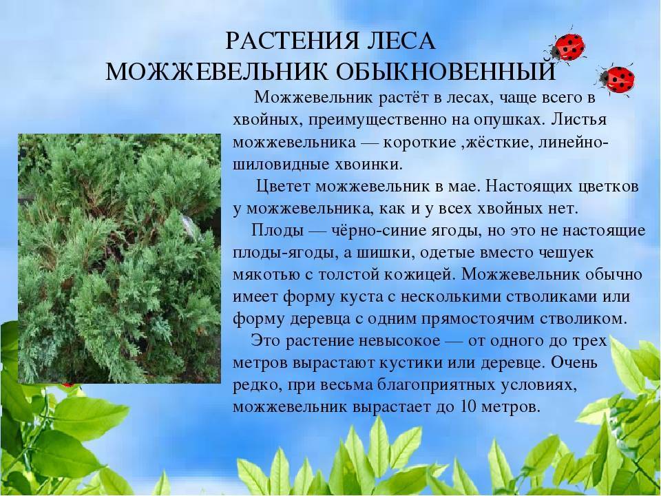Можжевельник скальный: описание растений, лучшие сорта фото, советы и рекомендации, как посадить и вырастить можжевельник