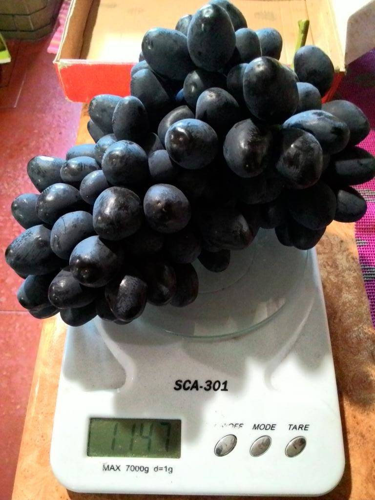 Описание винограда сорта ромбик