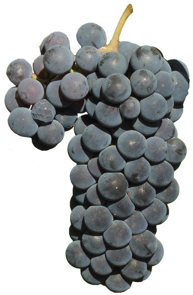 Описание сорта и особенности выращивания винограда «изабелла»