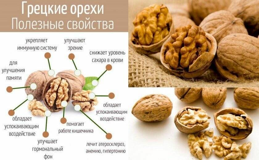 Грецкий орех польза и вред для организма человека: состав, свойства