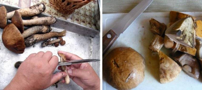 Чем опасны червивые грибы. вредны ли грибные черви для человека