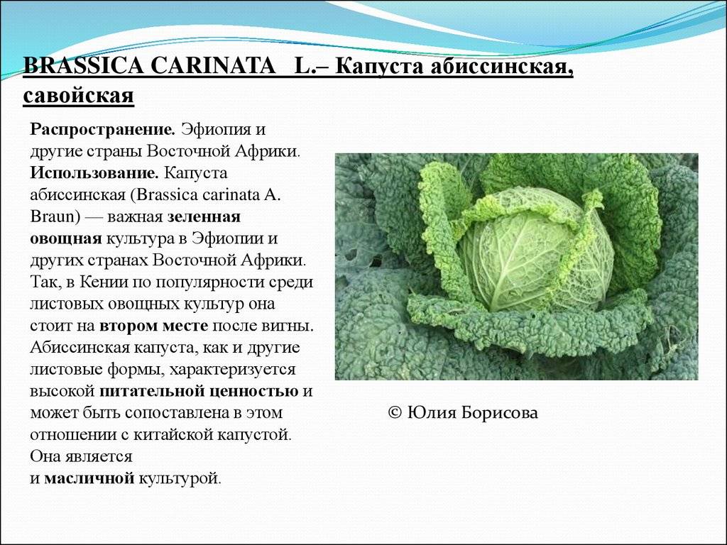 Капуста этма описание сорта фото