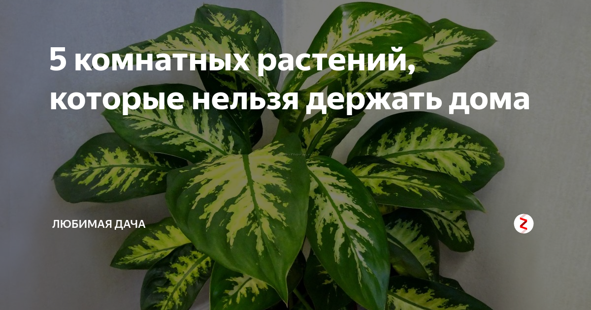 Какие цветы нельзя держать. Диффенбахия Азалия монстера. Комнатные растения которые нельзя держать дома. Цветы которые нельзя держать в доме. Цветок который нельзя держать в доме.