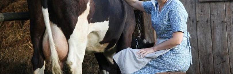 Доение домашних коров