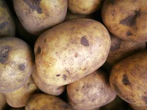 Картофель сильвана: описание сорта, фото, отзывы