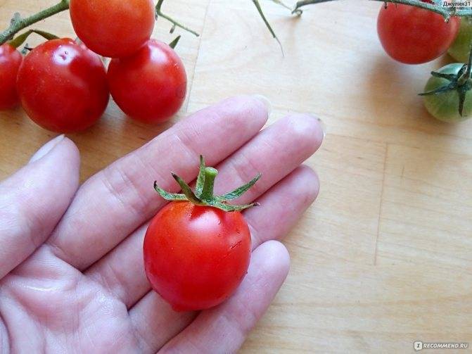 Как выращивать и ухаживать за сортом помидор свит черри