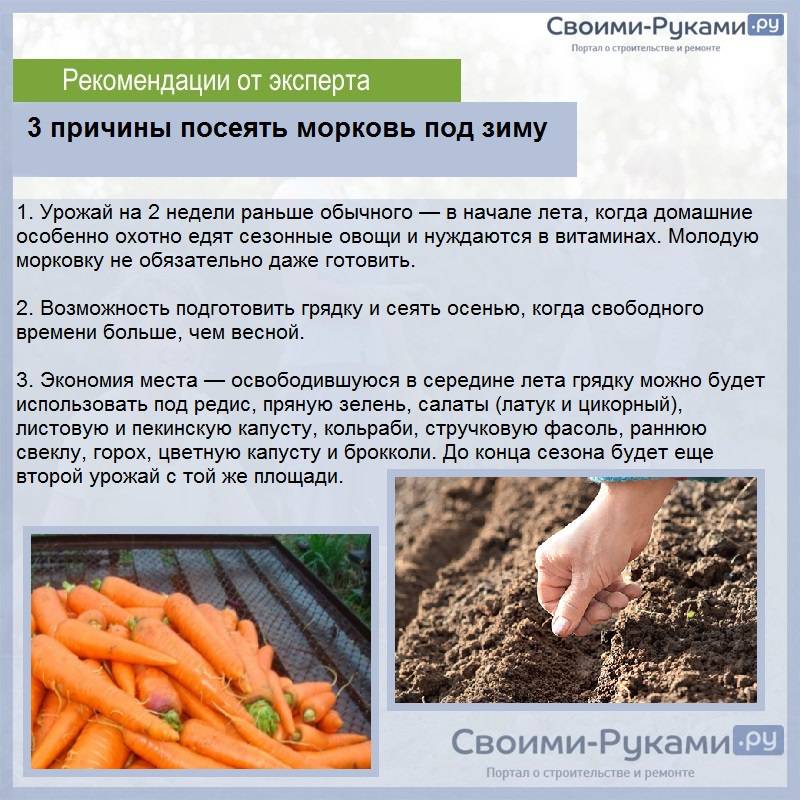 Когда сажать морковь в 2023 году под зиму в подмосковье, на урале, в сибири и как правильно посадить