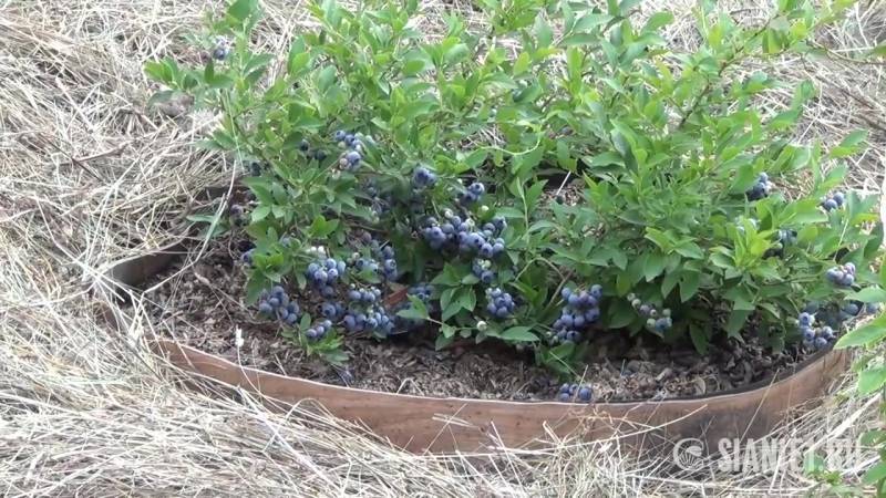 Голубика садовая: от посадки до сбора ягод