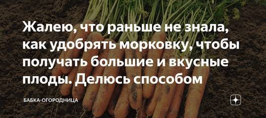 Подкормка свеклы и моркови в открытом грунте для большого урожая: чем подкормить