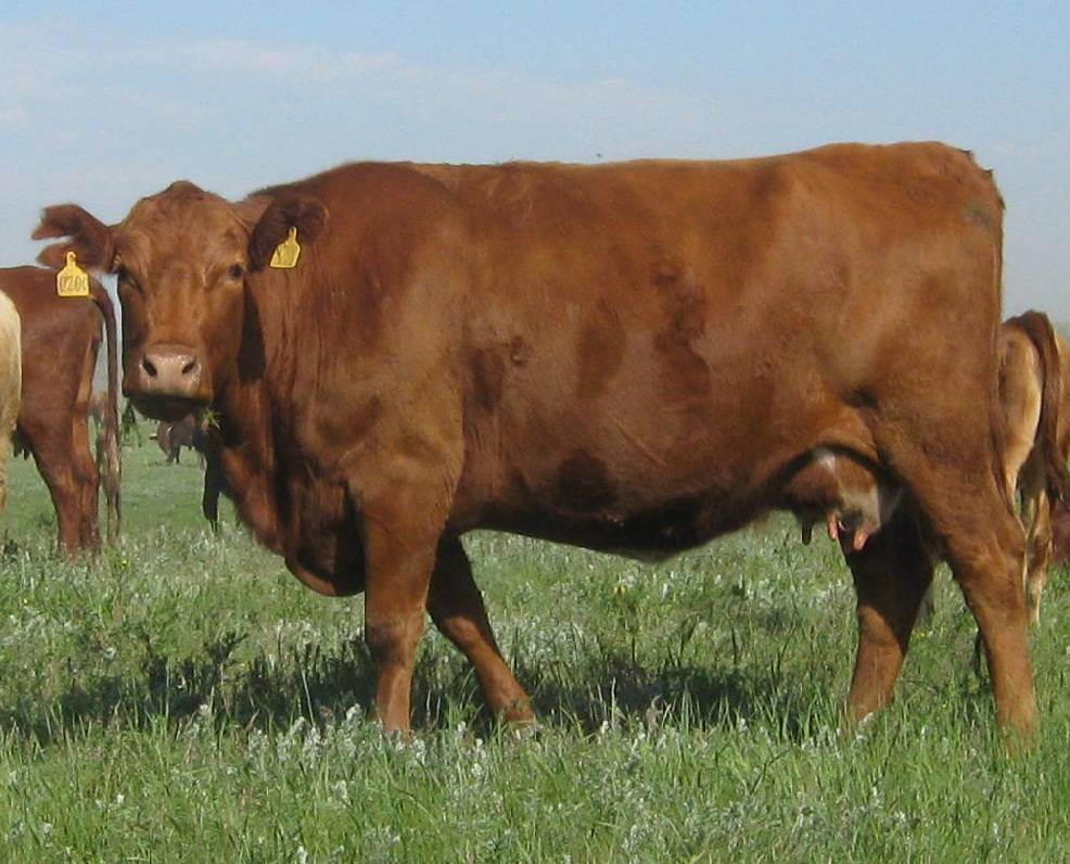 Красная степная корова: описание породы, характеристики