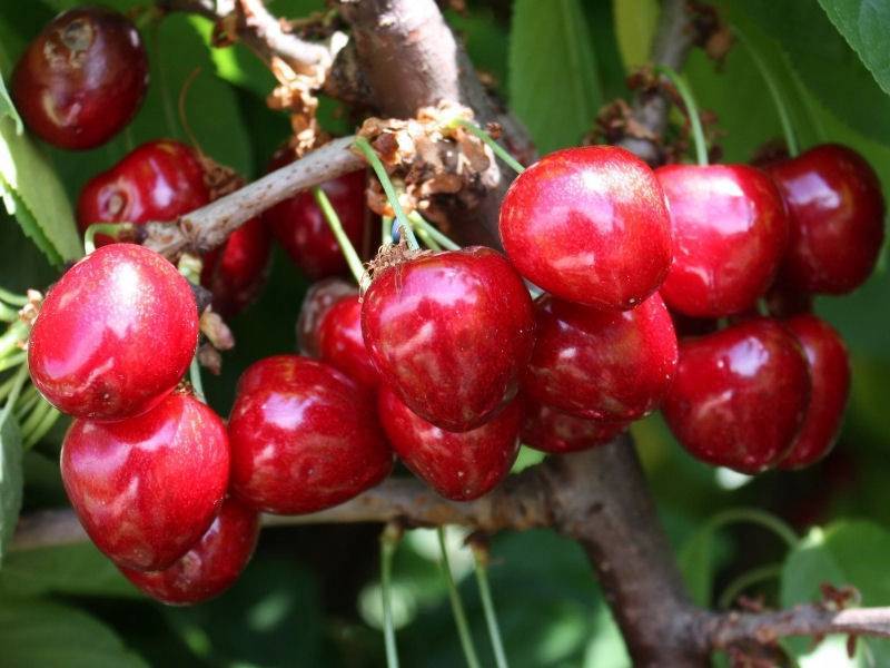 Вишня сорта любская. описание, красочные фото спелых ягод, отзывы и советы по выращиванию