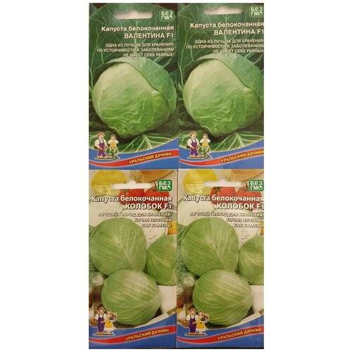 Капуста колобок f1: описание и характеристика гибрида, фото белокочанной, отзывы об урожайности сорта, когда лучше убирать