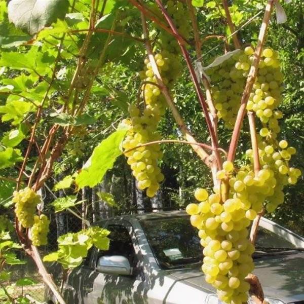 Виноград «кристалл» — идеален для игристого вина