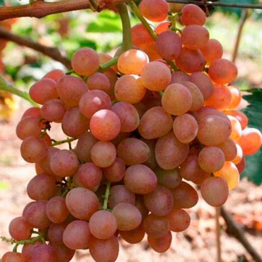 Сорт винограда кишмиш аксайский