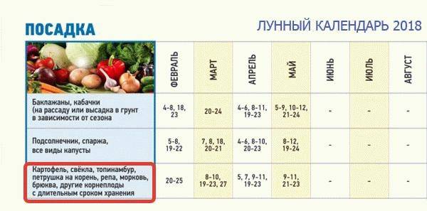 Схема посадки свеклы семенами