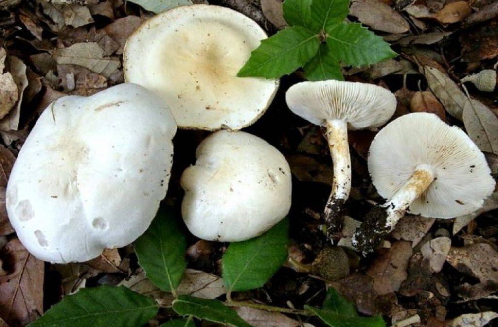 Описание белых рядовок и как выглядят эти грибы (+18 фото)?