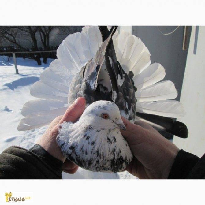 Описание голубей николаевские торцовые: что это за высоколетная порода, уход
